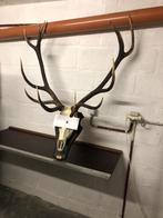 Hert, Dieren en Toebehoren, Ophalen, Zo goed als nieuw