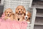 Cavapoo pups, Dieren en Toebehoren, België, 15 weken tot 1 jaar, Parvo, Meerdere