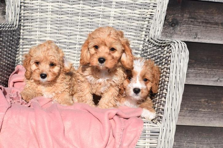 Cavapoo pups, Dieren en Toebehoren, Honden | Niet-rashonden, Middel, Meerdere dieren, Fokker | Professioneel, Meerdere, België