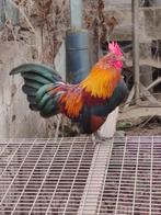 Serama haantje van 1 jaar, Dieren en Toebehoren, Mannelijk, Kip