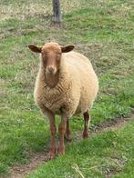 voskop ram te koop, Dieren en Toebehoren, Mannelijk, Schaap, 0 tot 2 jaar