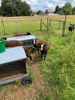 Zwartbles ram lammeren, Dieren en Toebehoren, Mannelijk, Schaap, 0 tot 2 jaar