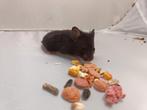 Goudhamsterpup zwart manneke, geboren op 3 oktober 2025., Dieren en Toebehoren, Knaagdieren, Hamster, Mannelijk, Tam, Oktober