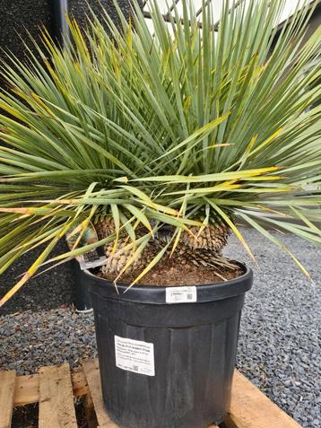 Yucca Rostrata 2 stam