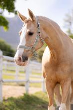 LeMieux Versailles Halster Velvet Fern Cob SALE -35%!, Dieren en Toebehoren, Ophalen of Verzenden, Nieuw, Overige soorten