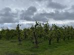 Boerderij te koop in Sint-Pauwels, Overige soorten