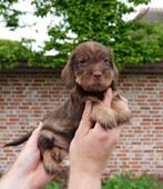 Beaux chiots teckels nains et nains/canins aux cheveux gross, Parvovirose, Plusieurs, Belgique, 8 à 15 semaines