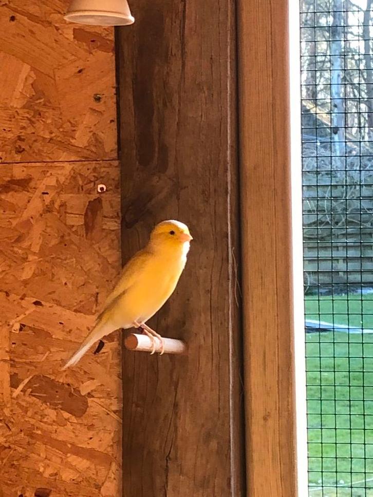 Kanaries Geel, Dieren en Toebehoren, Vogels | Kanaries, Kleurkanarie, Meerdere dieren