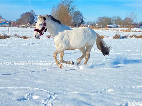 Verzorgster/halve stal gezocht, Dieren en Toebehoren, Paarden