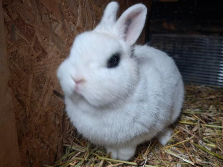 Hotot kleurdwerg, Dieren en Toebehoren, Konijnen