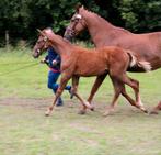 Bwp veulen, Dieren en Toebehoren, Paarden