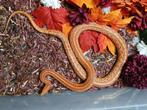 hypo tessera het anery 66% het bloodred 50% het motley, Animaux & Accessoires, Reptiles & Amphibiens, Serpent, Domestique, 3 à 6 ans