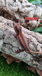 Rhacodactylus Auriculatus Gargoyle Gecko, Dieren en Toebehoren, Reptielen en Amfibieën