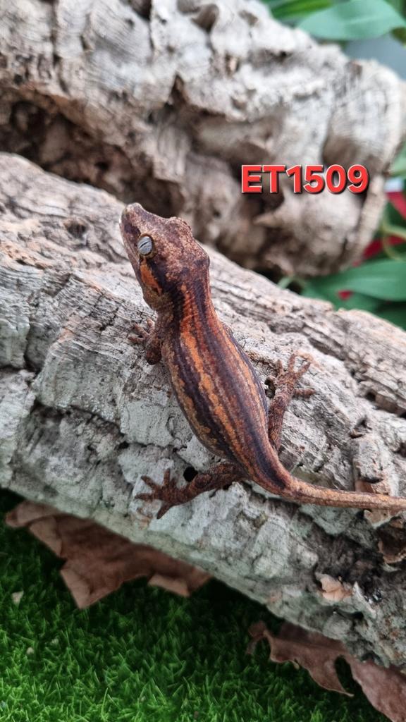 Rhacodactylus Auriculatus Gargoyle Gecko, Dieren en Toebehoren, Reptielen en Amfibieën