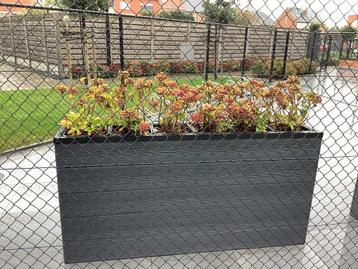 18 hortensia’s beschikbaar voor biedingen