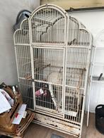 Een grote vogelkooi voor papegaai ( met werk eraan!! ), Enlèvement, Cage à oiseaux