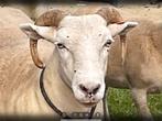 Wildshire horn sheep te koop, Dieren en Toebehoren, Runderen