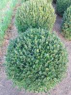 buxus, Tuin en Terras, Ophalen of Verzenden, Buxus