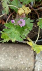 geraniums(wilde soort), Enlèvement ou Envoi, Été