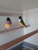 Koppel   man van 25 pop van 24 natuurbroed, Dieren en Toebehoren, Vogels | Overige Vogels