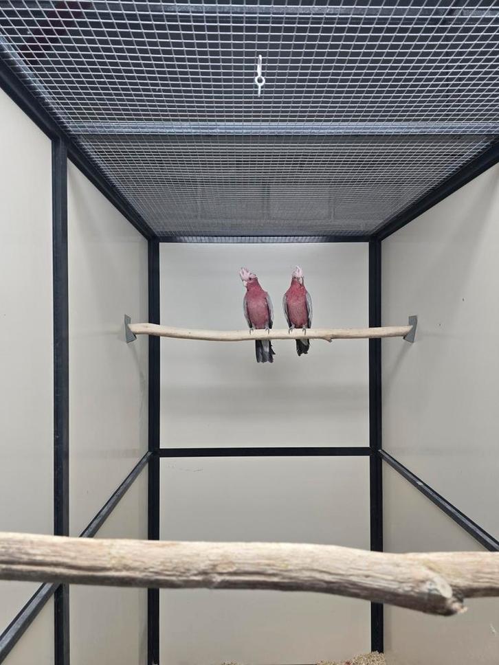 Rose kakatoe, Dieren en Toebehoren, Vogels | Parkieten en Papegaaien