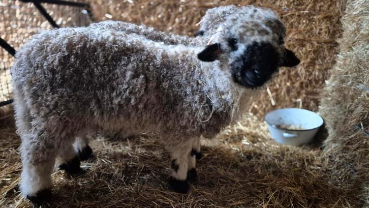 Walliser zwarsnase, Animaux & Accessoires, Moutons, Chèvres & Cochons