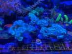 Caulustrea koraal stek, Animaux & Accessoires, Poissons | Poissons d'aquarium, Poisson de mer, Autres types