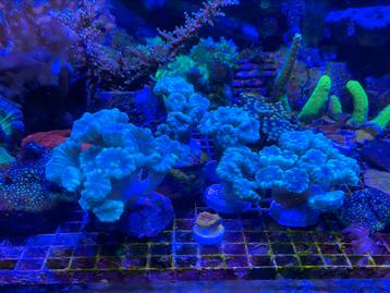 Caulustrea koraal stek