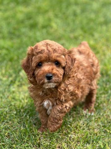 Vous recherchez le caniche le plus mignon ?, Caniche, Plusieurs, Parvovirose, Belgique