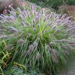 Verschillende siergrassen, Tuin en Terras, Planten | Tuinplanten, Siergrassen, Ophalen of Verzenden