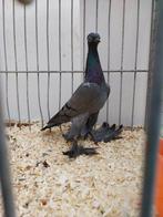 Wener mid sn Tuimelaars blauw met voet bevedering, Dieren en Toebehoren, Vogels | Duiven, Meerdere dieren, Tuimelaar of Roller