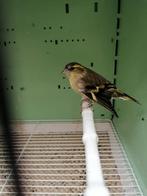 europese sijsjes/sijzen/sijs mannen, Dieren en Toebehoren, Vogels | Overige Vogels, Mannelijk, Wildzangvogel, Geringd