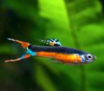 Endler Santa María Différentes variantes