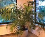 2 heel grote planten samen te koop, Huis en Inrichting, Kamerplanten, Ophalen