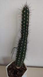 Cactus, Ophalen, Cactus