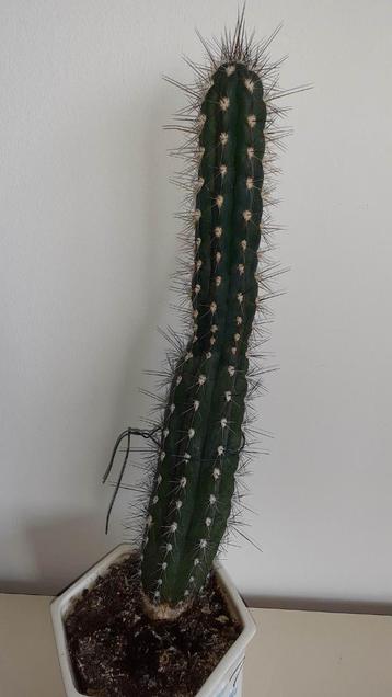Cactus beschikbaar voor biedingen