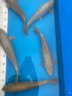 1 jarige Chagoi van Marusei 33-40, Dieren en Toebehoren, Vissen | Vijvervissen, Karper of Koi