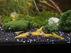Neocaridina yellow neon, Zoetwatervis, Kreeft, Krab of Garnaal, Schoolvis
