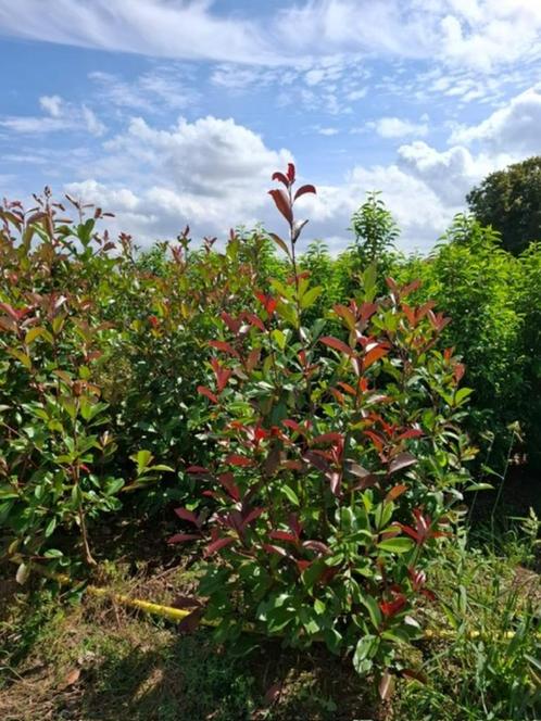 Groenblijvende hagen, Tuin en Terras, Planten | Tuinplanten, Overige soorten, Zomer, Ophalen