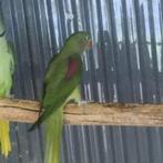 Gevraag, Kweekman Alexander split Rec.Grijs, Dieren en Toebehoren, Mannelijk, Parkiet, Geringd