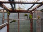 Kakarikies, kakariki, Dieren en Toebehoren, Vogels | Parkieten en Papegaaien