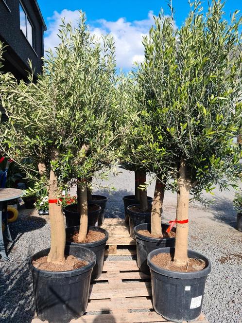 Mooi vertakte olijfbomen Olea Europaea, Tuin en Terras, Planten | Bomen, Olijfboom, Ophalen