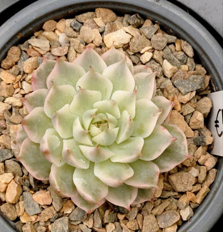 Echeveria sp. 'Margareth Reppin' Variegated, Huis en Inrichting, Kamerplanten, Vetplant, Ophalen of Verzenden