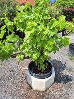 Druivelaars!, Tuin en Terras, Ophalen