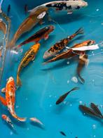 7 mooie koi en 10 kleine vissen, Dieren en Toebehoren, Vissen | Vijvervissen, Karper of Koi