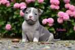 PRACHTIGE AMERICAN BULLY PUPS, Dieren en Toebehoren, België, Overige rassen, 8 tot 15 weken, Meerdere