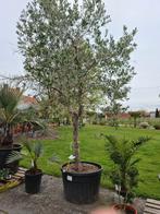Toscaanse olijfboom - gelimiteerd 'Cultuurerfgoed', Tuin en Terras, Ophalen, Olijfboom