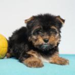 Yorkshire Terrier - Belgische pup te koop, Dieren en Toebehoren, Yorkshire Terriër, België, CDV (hondenziekte), 8 tot 15 weken