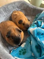 2 cavias (jongens 1 jaar) Met kooi en alles, Dieren en Toebehoren, Knaagdieren en Konijnen | Hokken en Kooien, Ophalen of Verzenden