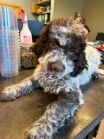 Lagotto Romagnolo, Italiaanse Waterhond, pups te koop, Belgi, Dieren en Toebehoren, Honden | Retrievers, Spaniëls en Waterhonden